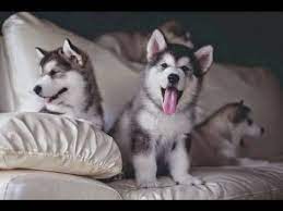 Kc reg labrador puppies for sale Cute Puppies Best Of Funny And Cutest Husky Puppy Howling And Playing Compilation Youtube