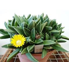 Image result for Nananthus aloides