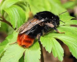 Image result for Bombus lapidarius