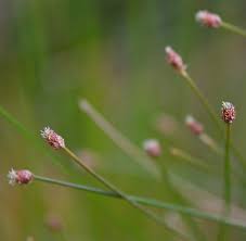 Image result for Eleocharis geniculata