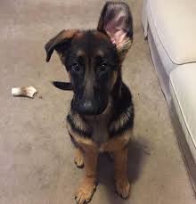 A wide variety of puppy of german shepherd options are available to you, such as material, feature, and style. One Ear Up One Cute Pup Petinsider