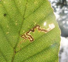 Image result for Stigmella tityrella