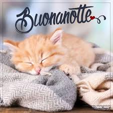 Buonanotte Micio Gatto Cuscino Buonanotte Gatti E Gattini Gattini Piccoli Visualizza altre idee su buonanotte, buongiorno, gattini. buonanotte micio gatto cuscino