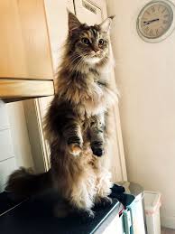Some are amusing, some are fantastic flights of fantasy and some are merely plausible. If You Think Your Tabby Is Funny Wait Until You See These Silly Maine Coon Cats Artfido