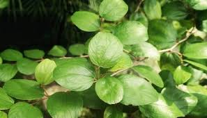 Bidara sendiri telah dimanfaatkan baik akar, batang kayu, kulit kayu, biji buah, dan daunnya diseluruh penjuru dunia. 5 Manfaat Daun Pohon Bidara Yang Perlu Kamu Ketahui Bukareview