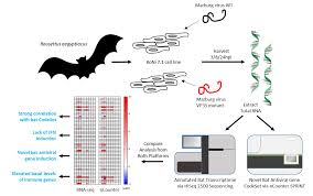 Marburg virus diagram / research muhlberger lab. Viruses Free Full Text Transcriptomics Reveal Antiviral Gene Induction In The Egyptian Rousette Bat Is Antagonized In Vitro By Marburg Virus Infection Html