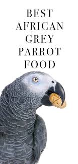 To keep you and your bird happy, we carry multiple options. Choosing African Grey Parrot Food Healthy Diets For Happy Birds