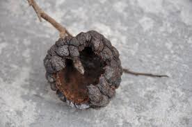 Adding fruit trees to your property is a great way to grow more food and add beauty. Common Tropical Fruit Tree Problems Edible South Florida