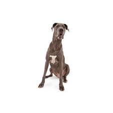 Browse thru thousands of great dane dogs for adoption near houston, texas, usa area , listed by dog rescue organizations and individuals, to find your match. Great Dane Puppies Houston Tx Petland Katy