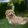 Lhasapoo full grown from www.hepper.com