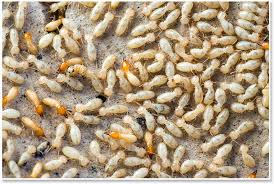 In order to kill termites in the soil, a contact insecticide can be used once the termites are located. T3 Termite Control New Jersey Termite Treatment Inspection