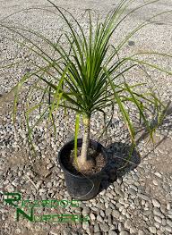 Image result for Beaucarnea recurvata