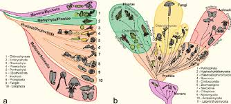 Os seres vivos também foram separados em grupos para facilitar o seu estudo. Classificacao Dos Seres Vivos Ao Longo Da Historia A Arvore De Download Scientific Diagram