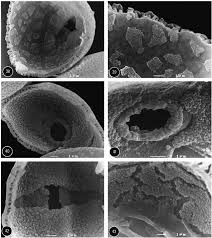 Image result for Pseudomussaenda stenocarpa
