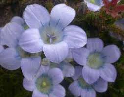 Image result for Campanulaceae