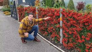 Image result for Pyracantha