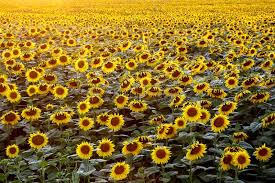 Maybe you would like to learn more about one of these? 3 809 Sunflowers Wallpaper Photos Free Royalty Free Stock Photos From Dreamstime