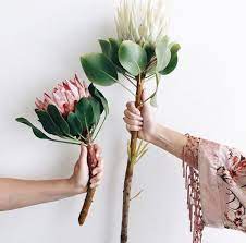 Pinterest Emmaberi Pretty Flowers Beautiful Flowers Petals