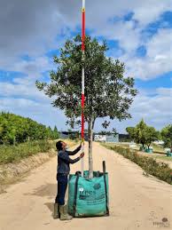 Image result for Rapanea melanophloeos