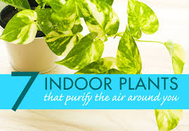 7 indoor plants that purify the air around you naturally