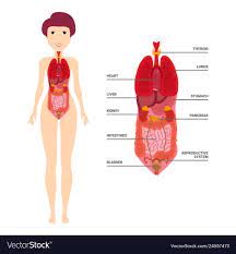 This diagram depicts women diagram human body. Human Anatomy Chart Organs Detikak