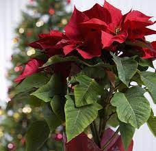 13 Golden Rules To Extend The Lifespan Of Your Poinsettia Poinsettia Plant Poinsettia Care Christmas Plants