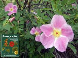 Rosaceae Rose Family Identify Plants Flowers Shrubs And