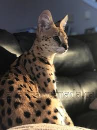Male f2 savannah kittens price is around $4000 up to $8000 while female f2 savannah cat costs around $4000 to $9000. Savannah Canada Serval And Savannah Breeder Breeder Advisor