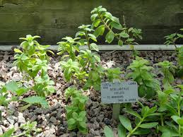 Image result for Aeollanthus neglectus