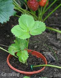 Strawberries are fruits made by several species of fragaria plants, but the most widely known strawberries are the garden strawberry, fragaria × ananassa, and the woodland strawberry, fragaria vesca. How To Grow New Strawberry Plants From Runners