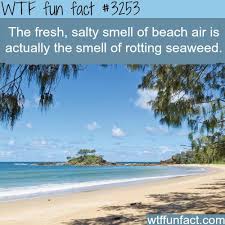 It Smells Like Rotting Seaweed There Are People Who Don T Know This Wtf Fun Facts Weird Facts Fun Facts