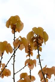 Image result for Alchornea occidentalis