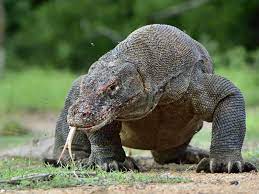 * komodo, to jedna z wysp indonezji. Waran Z Komodo Opis Wystepowanie I Zdjecia Gad Waran Z Komodo Ciekawostki