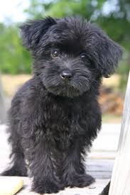 They have come a long way from being an underground dog to catch rats to now being one of the most famous small size dog breeds in the world. Black Mini Yorkie Online