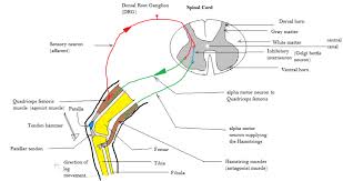 Stretch Reflex Wikipedia