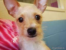Born on june 29, 2021. White Wire Haired Terrier Chihuahua Mix Pets Lovers