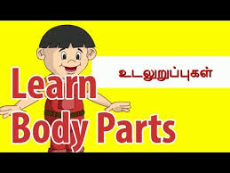 Check spelling or type a new query. Learn Body Parts Learn Parts Of The Body For Children In Tamil Youtube