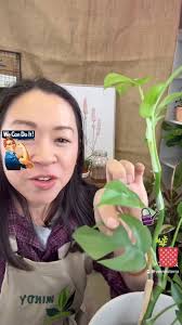 Attention Mini monstera and houseplant lovers! The stronger, the mother  plant, the stronger, the baby cuttings. 💪 Boost the health of all your  plants and especially your mothers with Vitality., Also ...