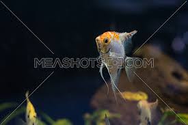 Check spelling or type a new query. Angelfish Scalare Small Aquarium Fish Swimming In The Aquarium 218787 Meashots