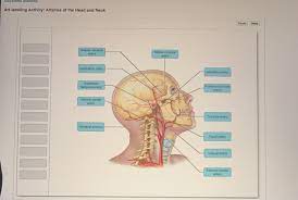 Maybe you would like to learn more about one of these? Systems Anatomy Art Labeling Activity Arteries Of Chegg Com