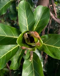 Image result for Ficus lutea