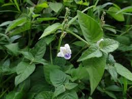 Image result for Asystasia intrusa