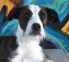 Andere hunde und auch katzen mag er. Uber Mich Wegbereiter Mensch Wie Hund Petra Metz