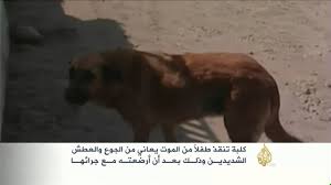 شاهد كلبة تنقذ طفل يعاني من الجوع و العطش