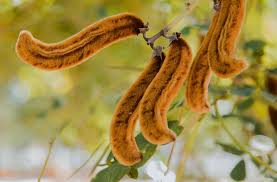 Image result for Mucuna pruriens
