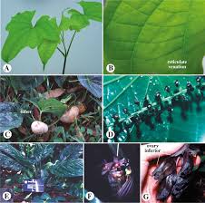 Image result for Dioscorea quartiniana