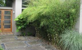 Here, large stalks of bamboo are cut and arranged side by side to blend into the landscape while separating the garden area from the rest of the space. Bamboo Landscaping Ideas Bamboo Garden Kerala Facebook