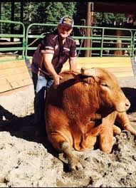 Visualize os perfis de pessoas chamadas joao vieira da rica. 100 Pbr Ideas Pbr Bull Riders Bull Riding