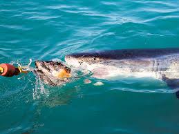 Is it allowed in islam? Off South Africa S Coast Great White Sharks Are Threatened Africa Gulf News