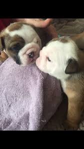 How can i adopt one of the animals? English Bulldog Puppies For Sale Lynn Ma 171646